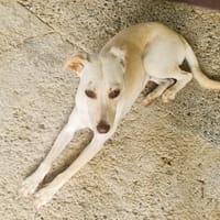 HAWAII, Femelle junior Berger créole, chienne à adopter