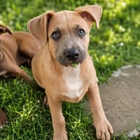 MANOE, chiot femelle Berger Créole, chienne à adopter