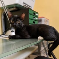 BLACKY, chaton mâle européen, chat à adopter