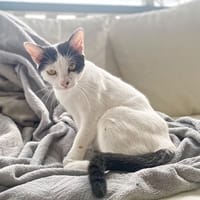 KALICY, chat femelle européen, junior, chatte à adopter