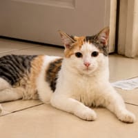 MINA, chat femelle type européen, junior, chatte à adopter