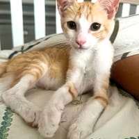 JOSE, Chaton mâle type européen, chat à adopter