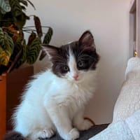 Nina et Joplin, chatte à adopter