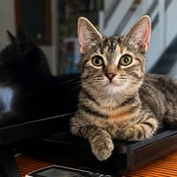 LINE, chaton femelle type Européen, chatte à adopter
