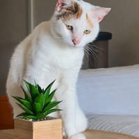 PARIS, chatte type européen, chatte à adopter