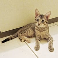 LIZZY, chaton femelle junior européen, chatte à adopter