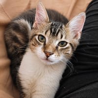 BARNABÉ, chaton type européen mâle, chat à adopter