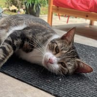 BONBONETTE, chatte européenne adulte, chatte à adopter