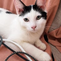 ERENE, chaton femelle type européen, chatte à adopter