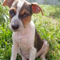 AURORA, chiot femelle Berger Créole, chienne à adopter