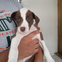 ASPEN, chiot femelle Berger Créole, chienne à adopter