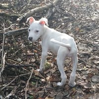 YUKEE, chiot femelle Berger Créole, chienne à adopter