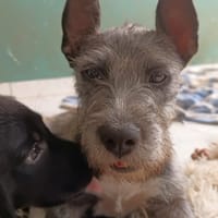 MILA, Chiot femelle Croisée Griffon, chienne à adopter