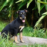 MYRTILLE, chiot femelle Croisée Beauceron, chienne à adopter
