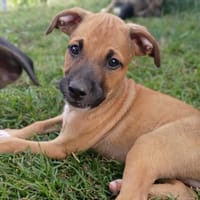 HUDSON, chiot mâle Berger Créole, chien à adopter