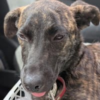 OLLIE, femelle junior Berger Créole, chienne à adopter