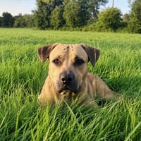 TYMAL, mâle junior Croisé Labrador, chien à adopter
