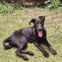 BOUBA, chiot Berger Créole mâle, chien à adopter