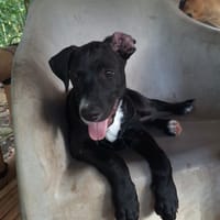 NÉVÉ, chiot femelle croisée braque, chienne à adopter