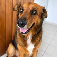 HEAVEN, mâle métis épagneul, chien à adopter