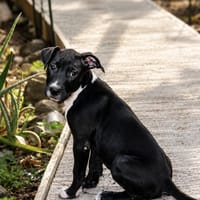 NINA, chiot femelle croisée Boxer & Labrador, chienne à adopter