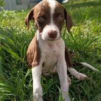 PAYTON, chiot femelle Berger Créole, chien à adopter