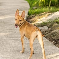 TIFIFI, chiot femelle Croisée pinscher, chienne à adopter
