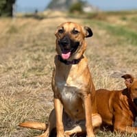 CIEL, Berger créole femelle, chienne à adopter