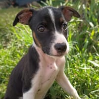 STERLING, chiot femelle Berger Créole, chien à adopter
