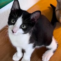 CHARMA, chaton femelle type européen, chatte à adopter