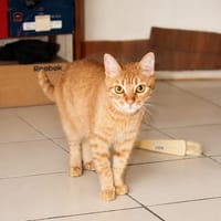 PRALINE, Chatte type européen, chatte à adopter