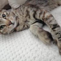 Lea und Flecki suchen gemeinsam ihren Menschen, Katze zur Adoption