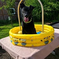 Pavl potentiell perfekt mit Potential, Hund zur Adoption