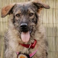 Strubbelnäschen Lilia sucht dich!, Hündin zur Adoption