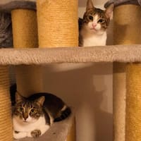 Die Brüder Tito und Toto Fiv+, unser DreamTeam, Kater zur Adoption