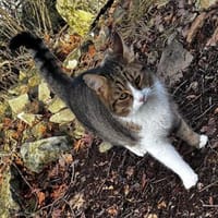 Verschmuster Nikki wartet noch auf seine Menschen, Kater zur Adoption