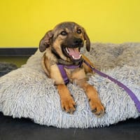 Unsere Zuckerschnute Amina sucht ihre Familie, Hündin zur Adoption