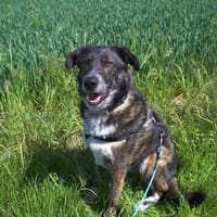 Treuer Rüde RUDY sucht sein Zuhause!, Hund zur Adoption