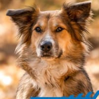 Artemia - bildschöne junge Dame, Hündin zur Adoption