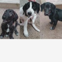 Drei Welpen suchen ein Zuhause, Hund zur Adoption