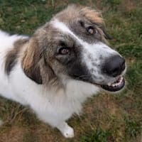 Ozora sucht ein liebevolles Zuhause, Hündin zur Adoption