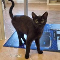 Cintia, Katze zur Adoption