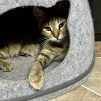 Liebevolle Suzi sucht ihr Kuschelkörbchen, Katze zur Adoption