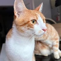 Kater Portis sucht sein Zuhause, Kater zur Adoption