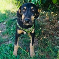 Gino sucht ein Zuhause, Hund zur Adoption