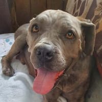 Onawartet ab 08.08.2026 in 23936 Grieben, Hündin zur Adoption