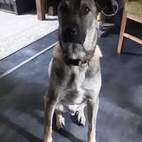 Jungrüde ♥ Joe ♥ freundlich, sozial, wartet in 29481 Karwitz, Hund zur Adoption