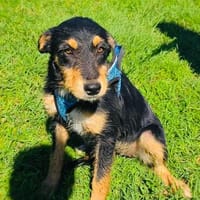 Ricka ein super liebes Mädchen, Hündin zur Adoption