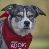 Yonka sucht sicheren Hafen, Hündin zur Adoption