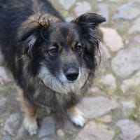 Unkomplizierter Rüde BAVIN sucht ein neues Zuhause!, Hund zur Adoption
